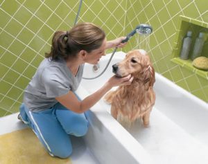 laver-son-chien